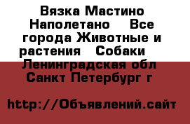 Вязка Мастино Наполетано  - Все города Животные и растения » Собаки   . Ленинградская обл.,Санкт-Петербург г.